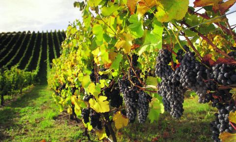 Barossa Valley Wineries and Hahndorf Day Tour