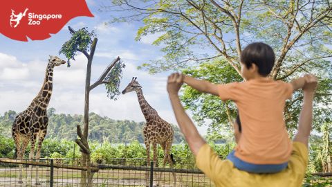 Singapore Zoo