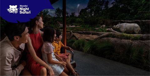 Night Safari
