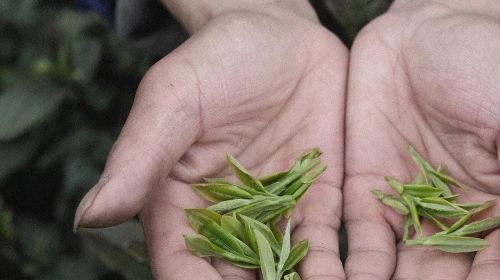 [English Guide] Hangzhou West Lake Scenic Area|Longjing Village Tea Garden Hiking + Tea Picking and Tea Roasting Experience + Shifeng Longjing Tea Tasting