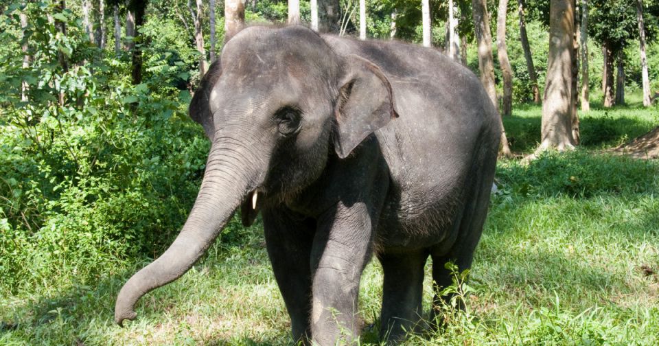 Elephant Sanctuary Tour with Deerland Visit