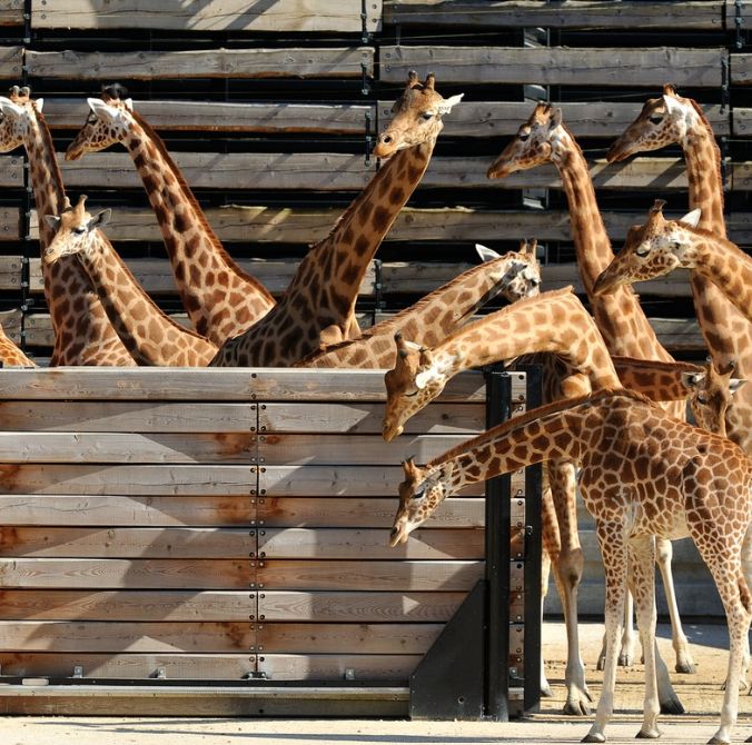 Paris Zoological Park