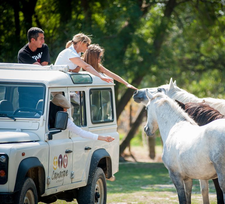 Camargue: Half-Day 4x4 Guided Safari Adventure