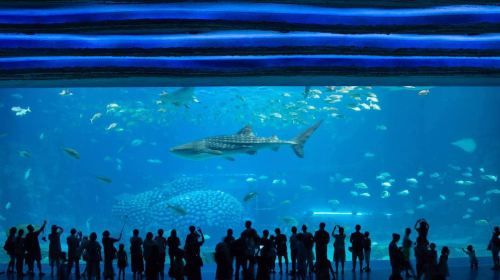 Zhuhai Chimelong Ocean Kingdom