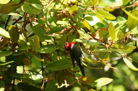 Birdwatching Experience in Desaru , Johor