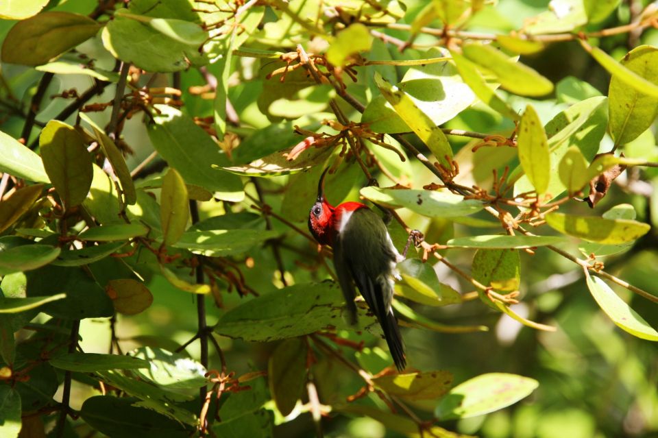 Birdwatching Experience in Desaru , Johor