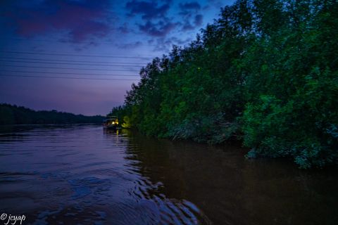 Fireflies Experience in Kuala Selangor 