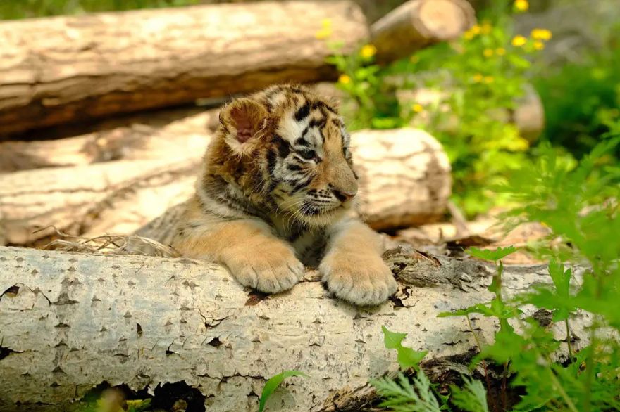 Harbin Siberian Tiger Park Admission Ticket + Thrilling Sightseeing Bus