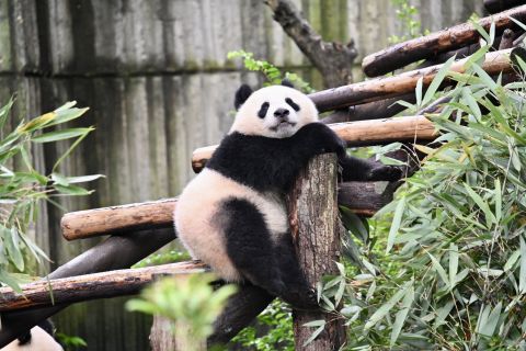 Chengdu Panda Park Daily Bus Tour with Tickets by CITS XZANBUS