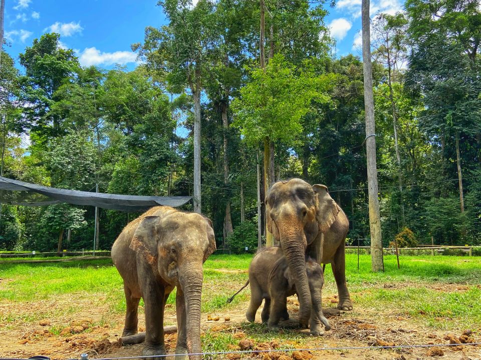 Kuala Gandah Elephant Sanctuary Tour - (SIC - Join In Tour)