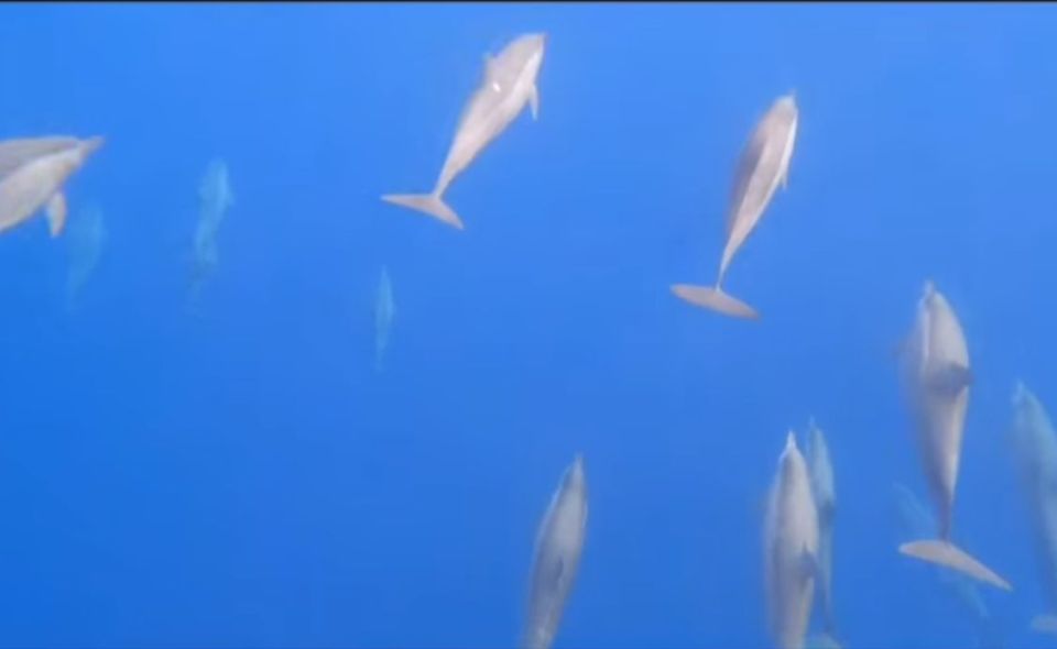 Watching Dolphin, Swimming & Snorkeling Tour