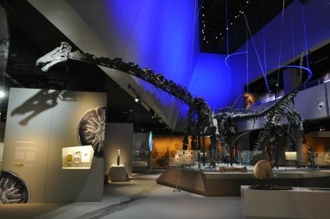 Lee Kong Chian Natural History Museum, Singapore