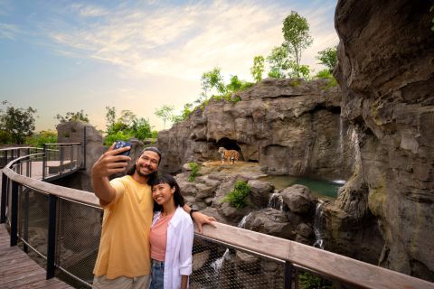 Rainforest Wild Adventure