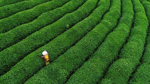 One-Day Hangzhou Dragon Well Tea Culture & West Lake Private Tour Day Tours