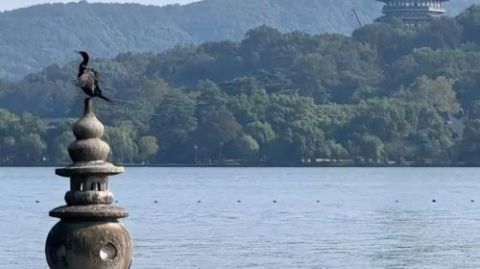 Hangzhou West Lake-Lingyin Temple-Leifeng Pagoda one-day tour(English service available/multiple Vehicle Type available) Day Tours