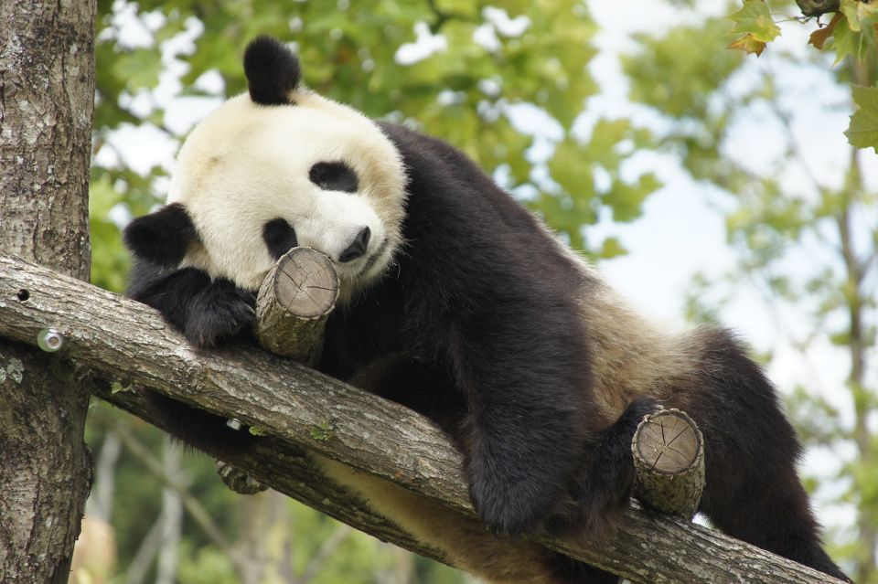 ZooParc de Beauval: Entry Ticket