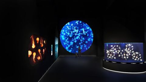 Singapore Oceanarium Experience
