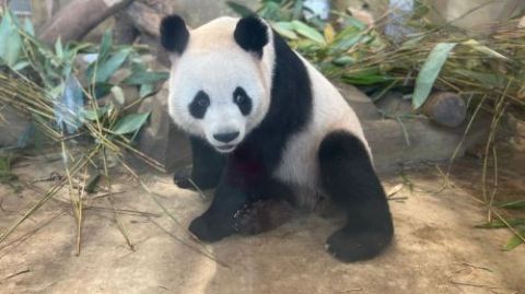 Panda Valley + Dujiangyan or Chengdu Private Tour Day Tours