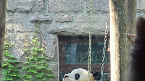 Panda Pavilion at Beijing Zoo: Unlock the Charm with Your Exclusive Ticket Day Tours