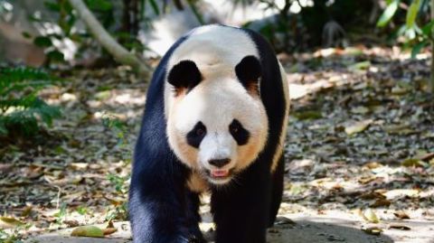 Safari Park Shenzhen