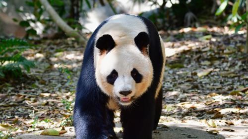 Safari Park Shenzhen