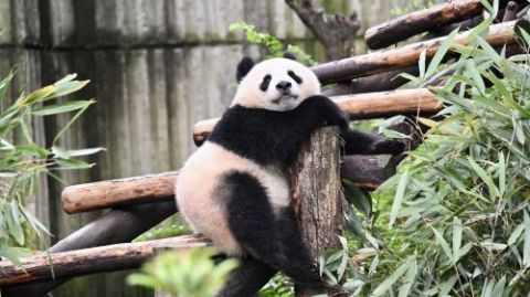 Chengdu Panda Park and Leshan Giant Buddha Daily Bus Tour with Tickets by CITS × ZANBUS