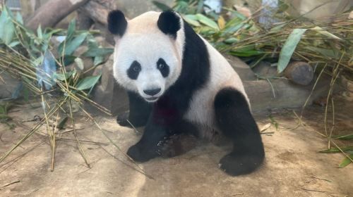 Panda Valley / Dujiangyan / Bipenggou / Sinuniang Scenic Area Private Tour (Customized Itinerary)