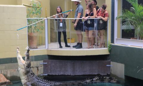 Crocosaurus Cove Darwin Croc Feeding Experience