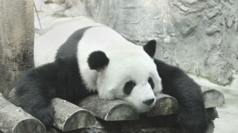 Beijing Zoo + Summer Palace one-day tour