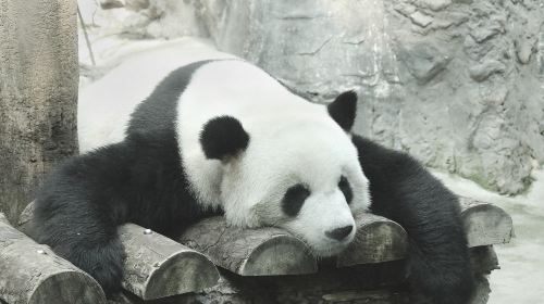 Beijing Zoo + Summer Palace one-day tour