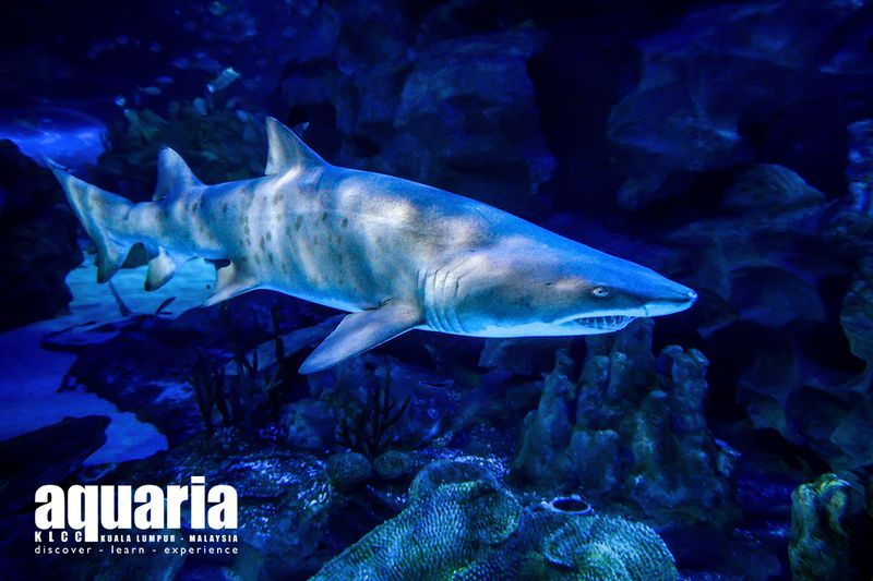 Aquaria KLCC