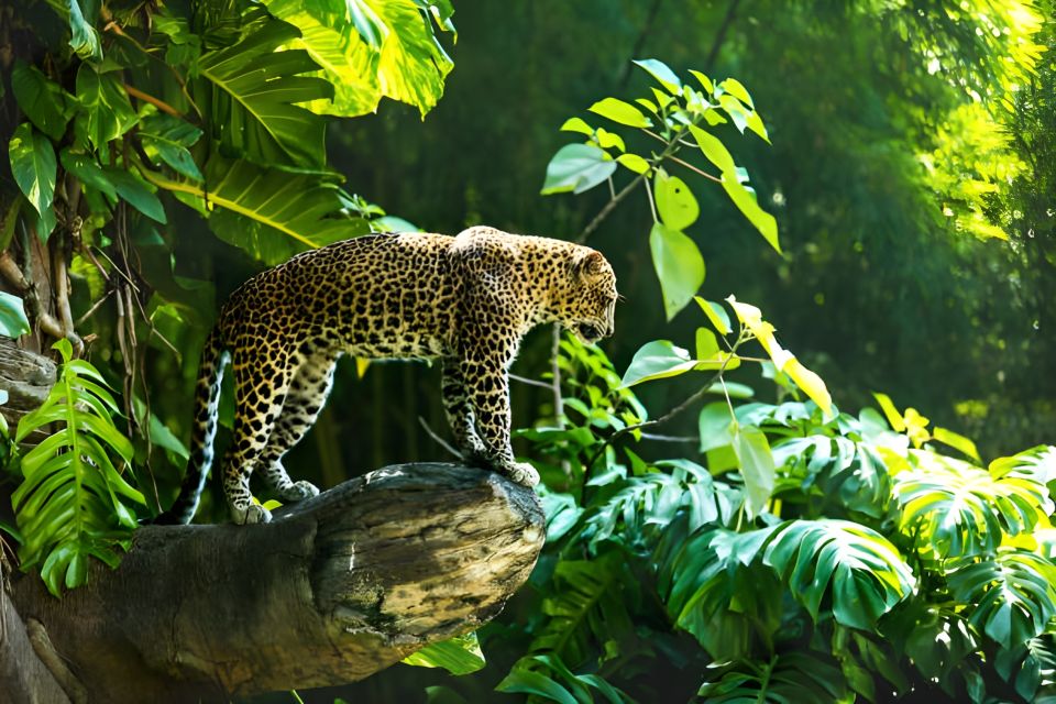 Wild Luxe: Bali Zoo Admission with Private Transfers