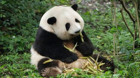 Panda Base + Sanxingdui Day Trip