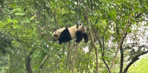 Chengdu Research Base of Giant Panda Breeding + Leshan Giant Buddha 1-day tour