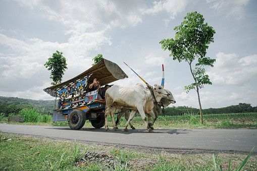 Gerobak Sapi Tour Prambanan